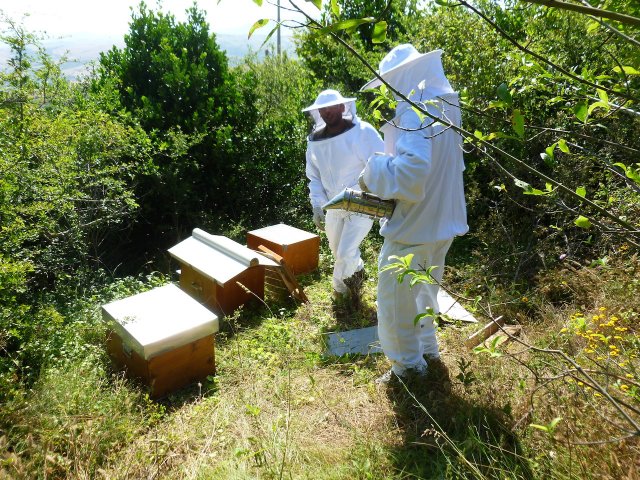 produzione miele castagno 2015 - loc .Pierno